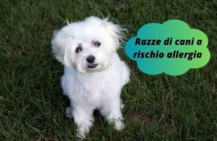 Cani allergici