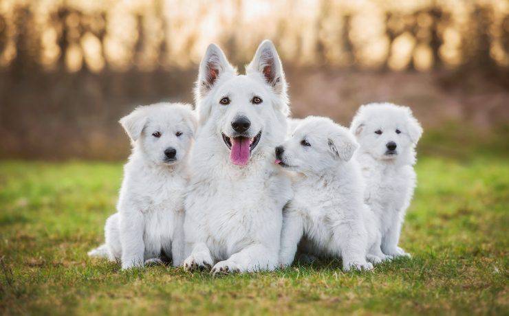 cucciolata di Pastore Svizzero bianco