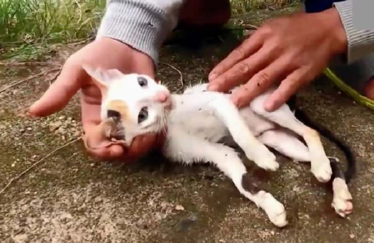 massaggio cardiaco al gatto