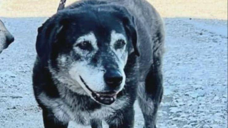 cane anziano rifugio campania