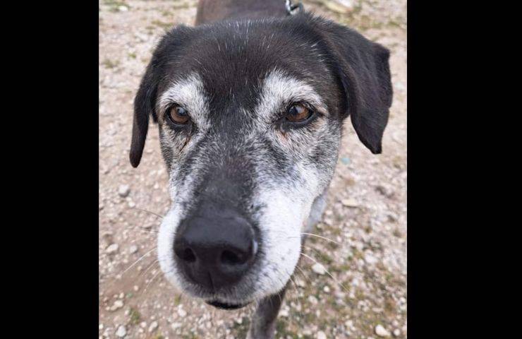 cane anziano campania