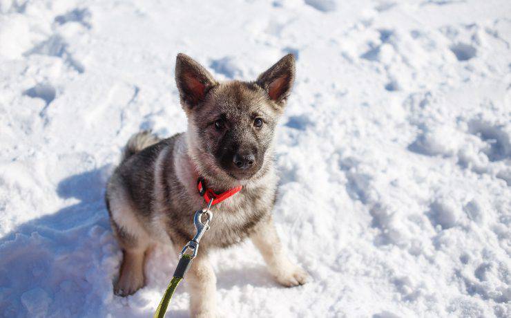 cucciolo di Norsk elghund