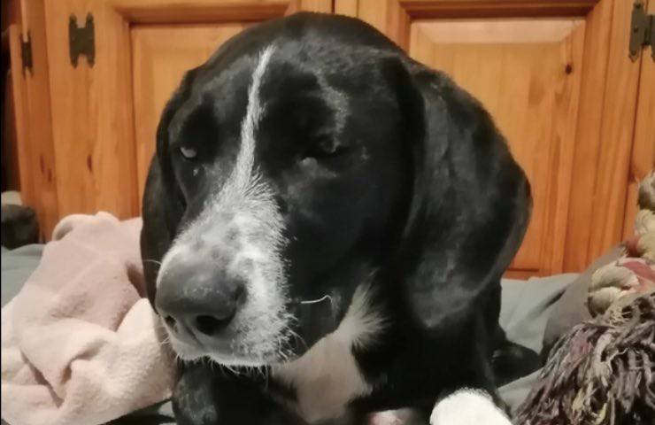 bienvenido perro leñoso perdido 