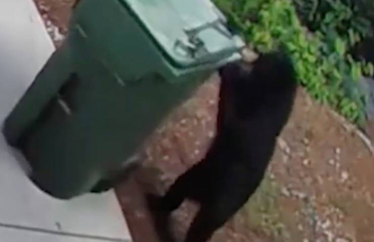 orso trasporta secchione casa 