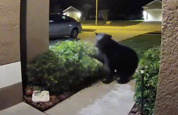 orso raggiunge ingresso casa 