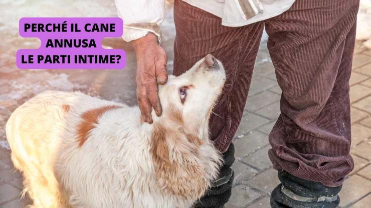 Cane annusa persona 