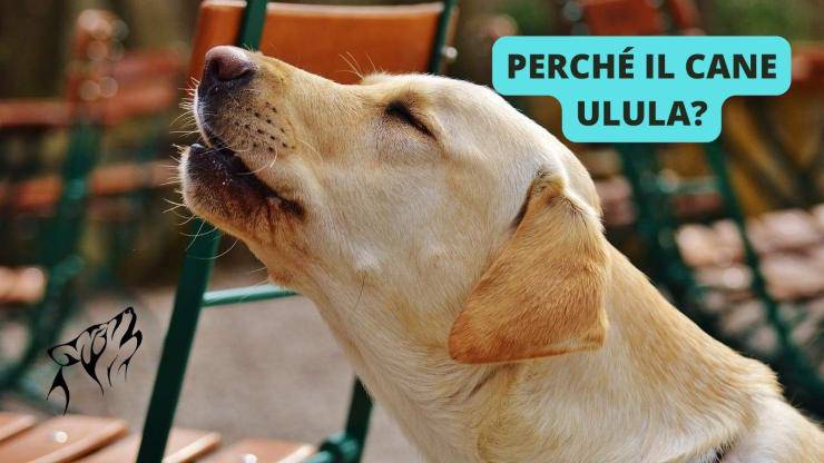 labrador che ulula 