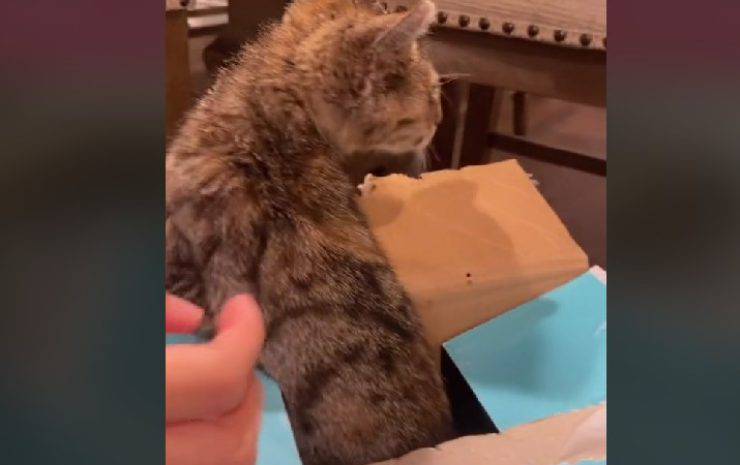 gattina trovata dentro scatola