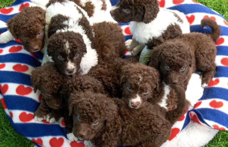 cuccioli Wetterhoun caccia acqua