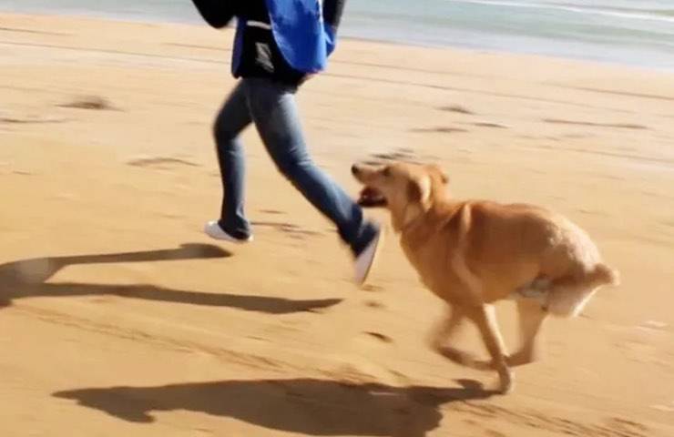 cane passeggia insieme volontaria 