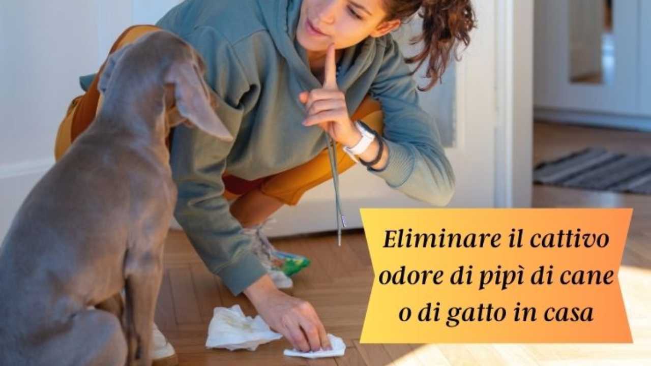 Pipì di cane o di gatto in casa? Mai più cattivi odori il trucco naturale