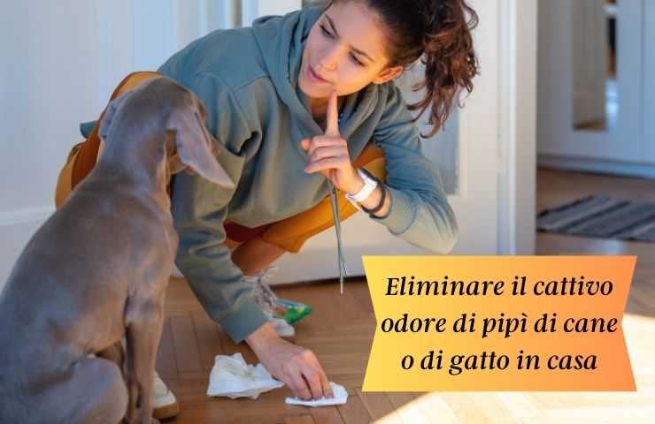 Pulire la pipì del cane