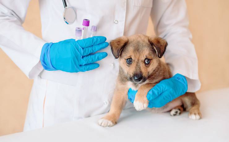 vaccinare cane