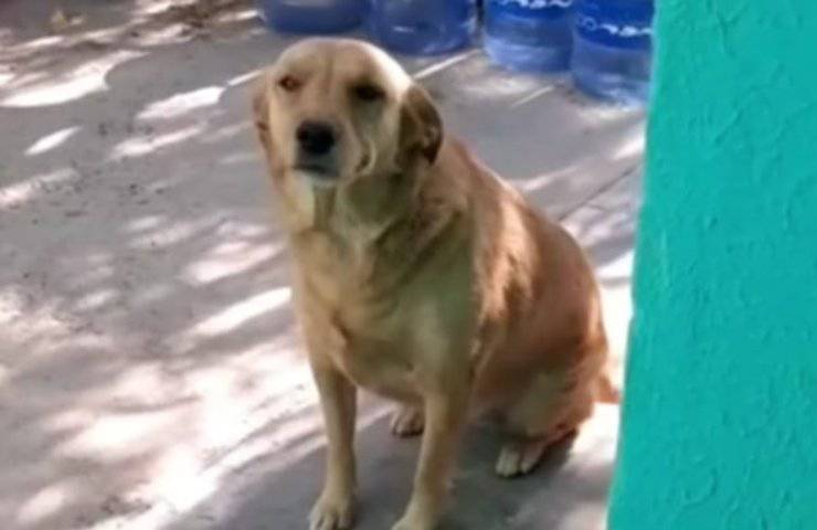 Cane porta dei regali ai suoi umani, il video emozionante