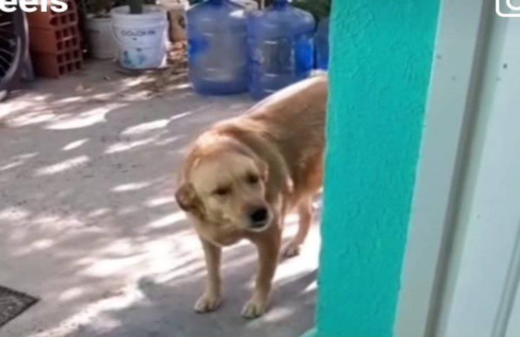 Cane porta dei regali ai suoi umani, il video emozionante