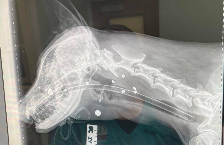radiografia mascella cane