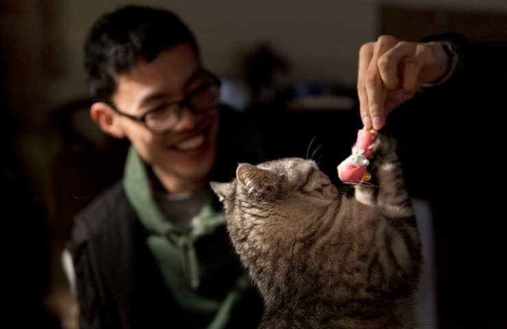 Ragazzo gioca con il gatto