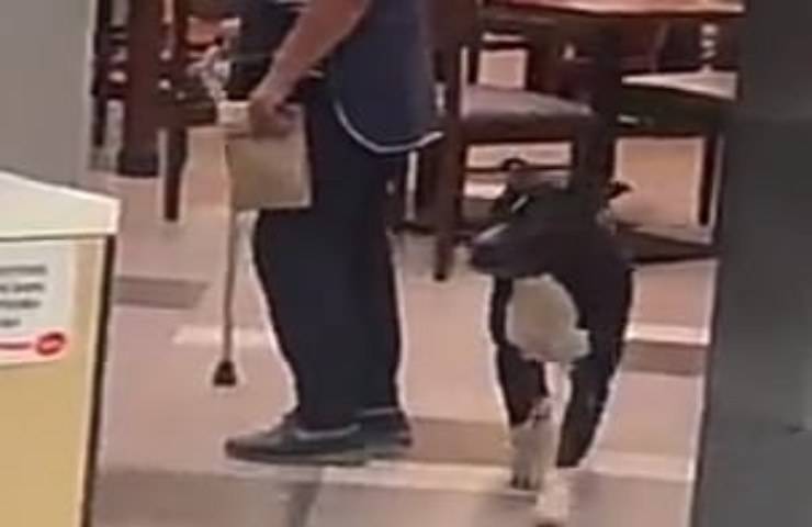 Camerieri mostrano la loro umanità aiutando un cane durante un temporale