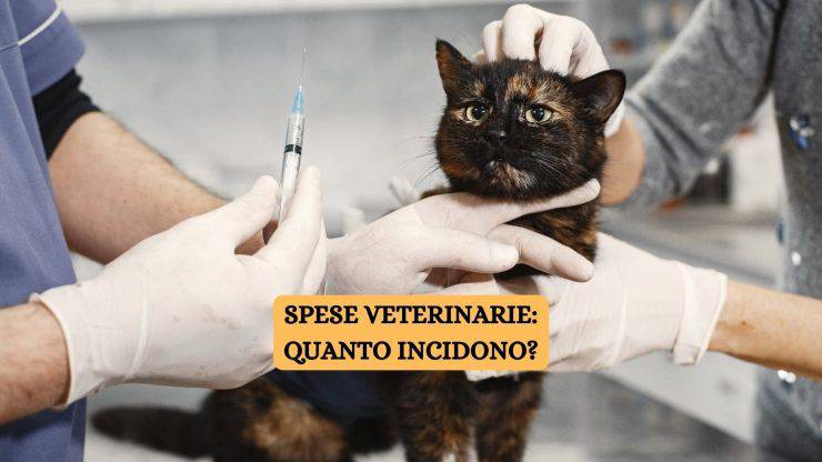 gatto dal veterinario