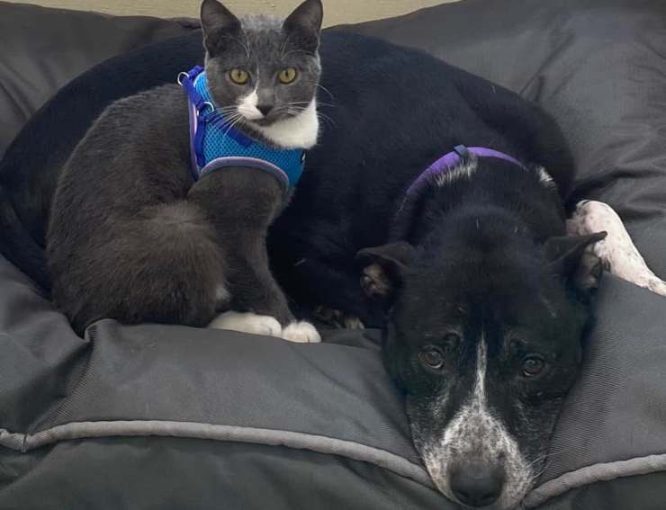 perro y gato adoptados juntos