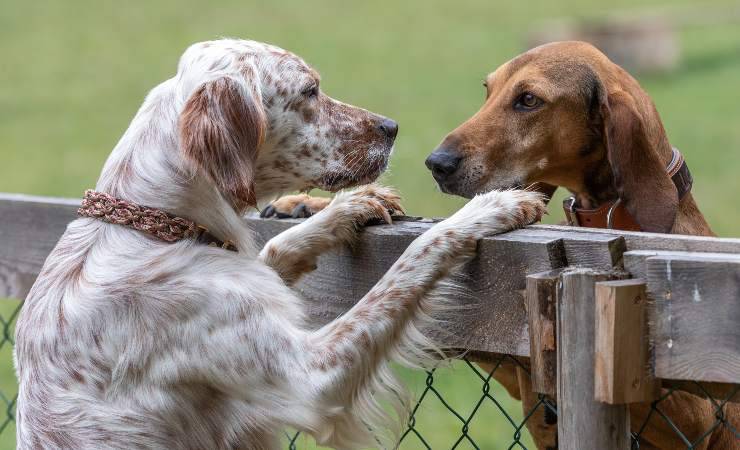 setter inglese