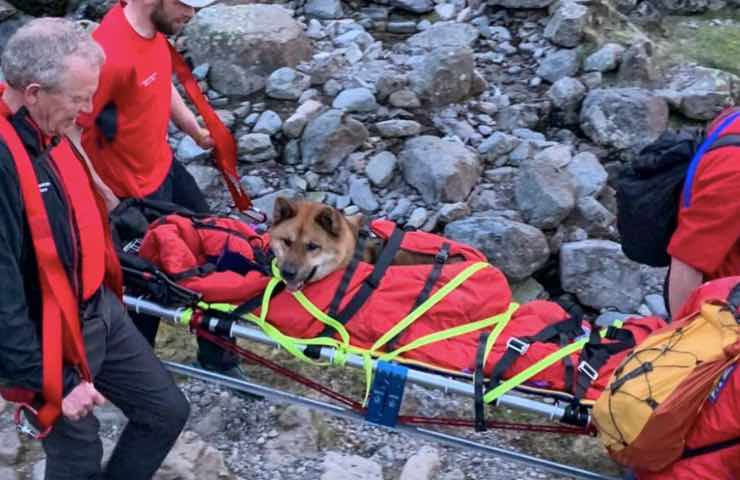 equipo de recuperación de perros rescatados 
