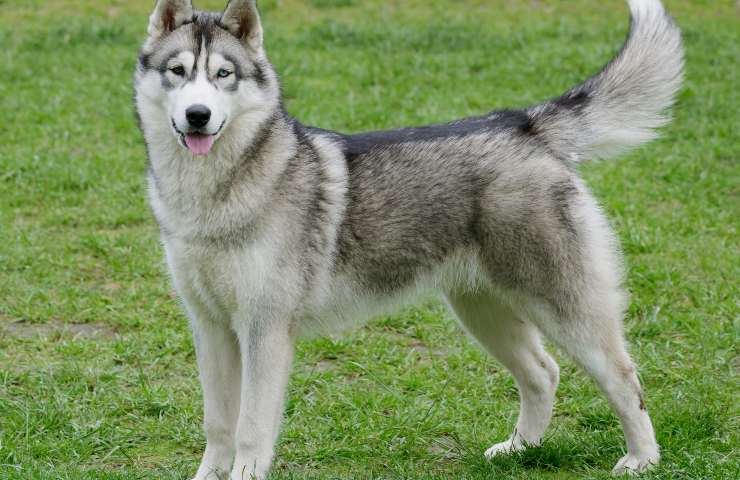 siberian husky