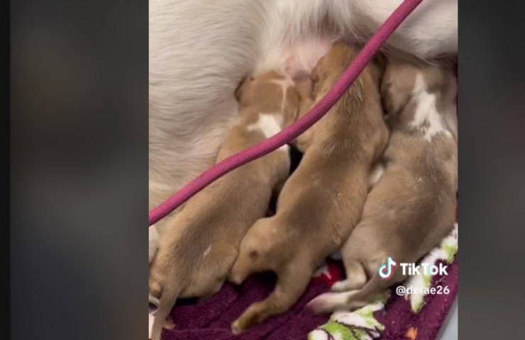 Cagnolina adotta e allatta 11 cuccioli