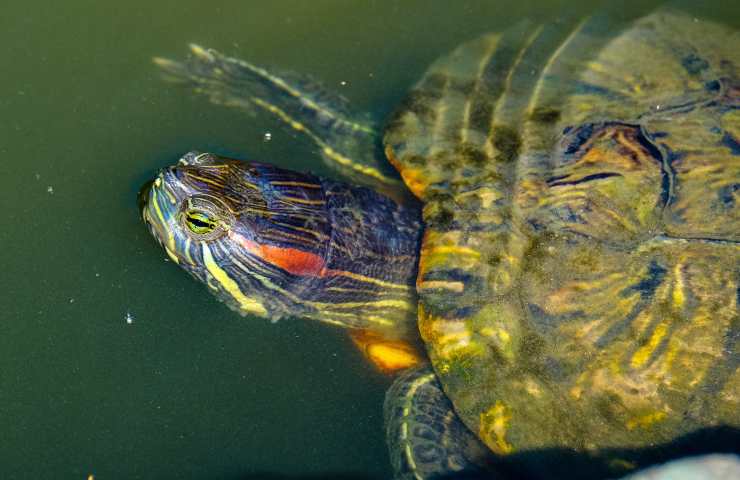 Tartaruga d'acqua dorme