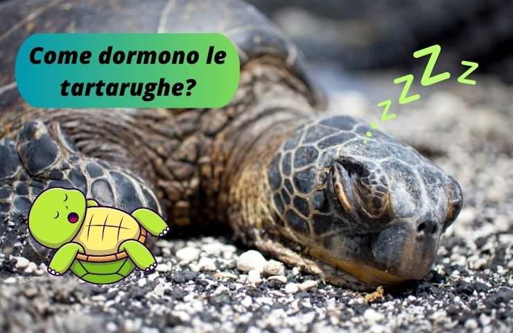 Tartaruga dorme