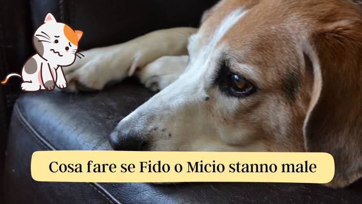 Il cane o il micio soffrono