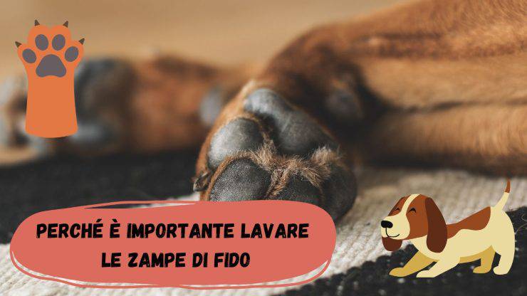 Lavare le zampe del cane per evitare le malattie