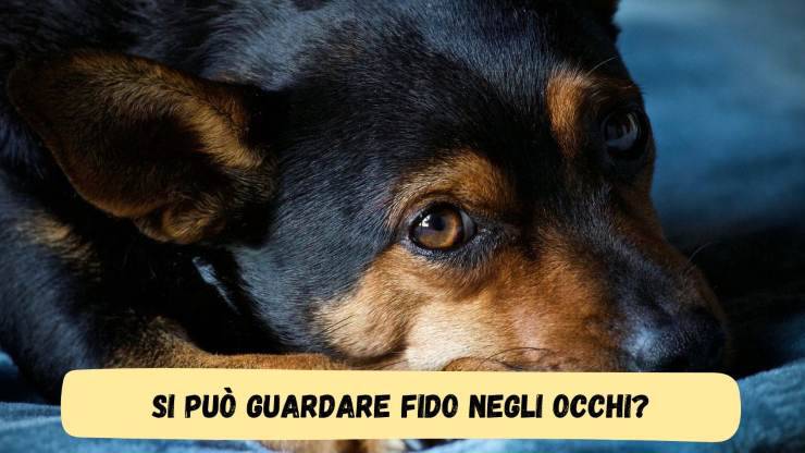 Fissare negli occhi il cane