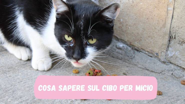 Il gatto e il suo cibo