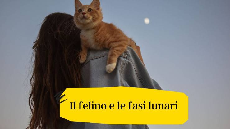 La luna influenza il gatto