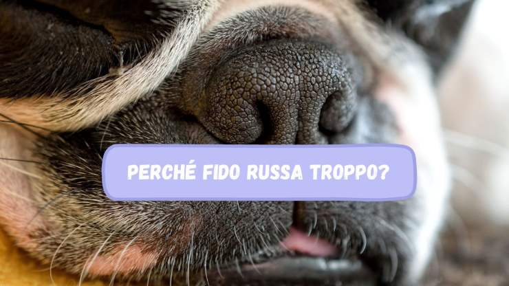 Fido russa