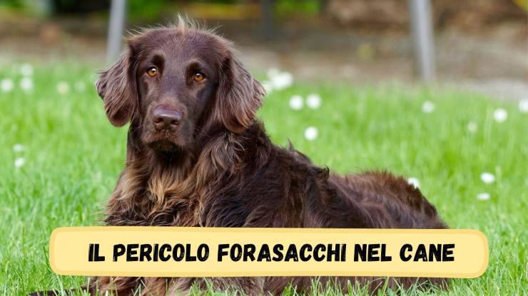 Il cane e i forasacchi