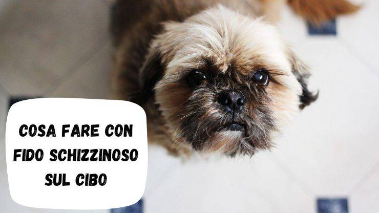 Fido è schizzinoso