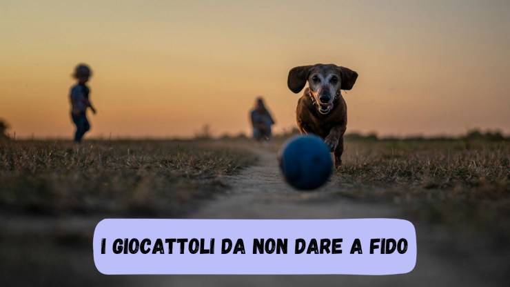 Non dare giochi di questo colore a fido