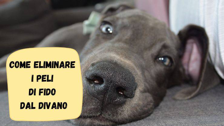 Niente più peli di fido sul divano