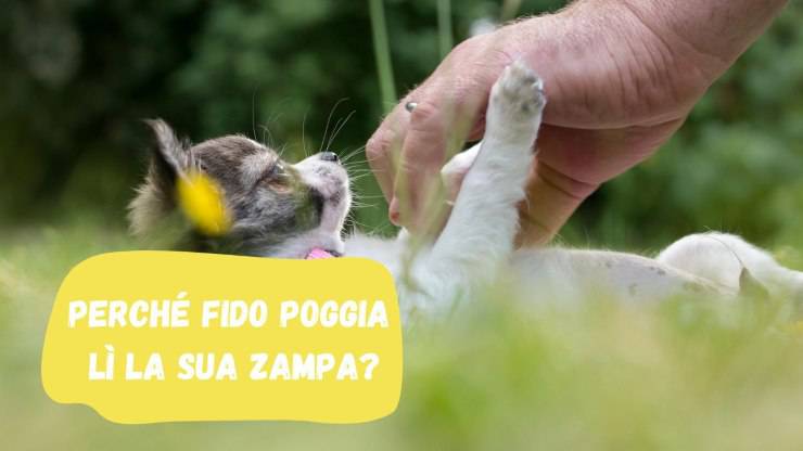 Fido poggia lì la zampa