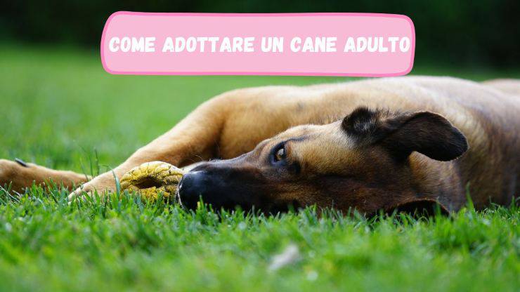 Adottare Fido adulto