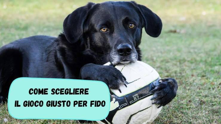 Prendere il gioco giusto per Fido