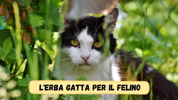 Il felino e l'erba gatta