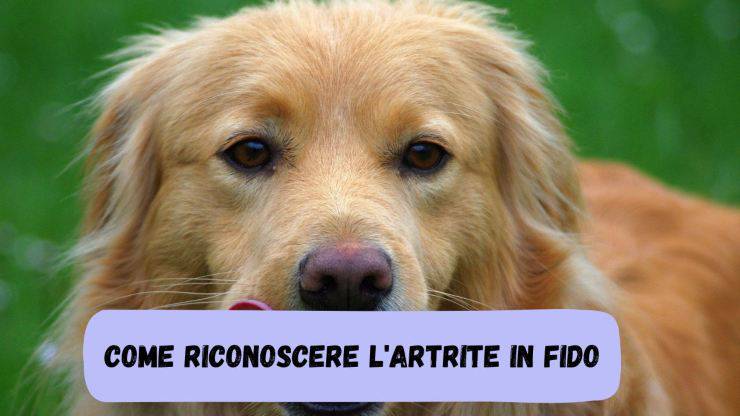 Riconoscere l'artrite nel cane