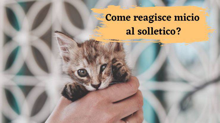 Il solletico al felino