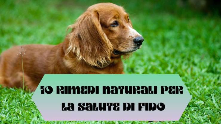 10 rimedi per rendere sano il tuo cane