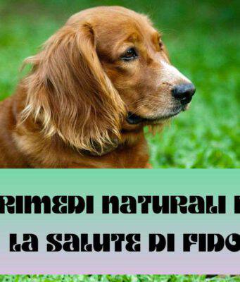 10 rimedi naturali per la salute del cane