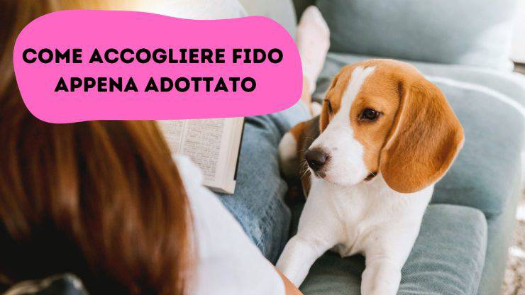 Come far sentire fido a casa