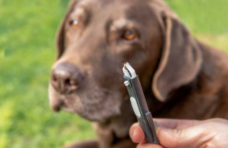 Togliere zecca dal cane